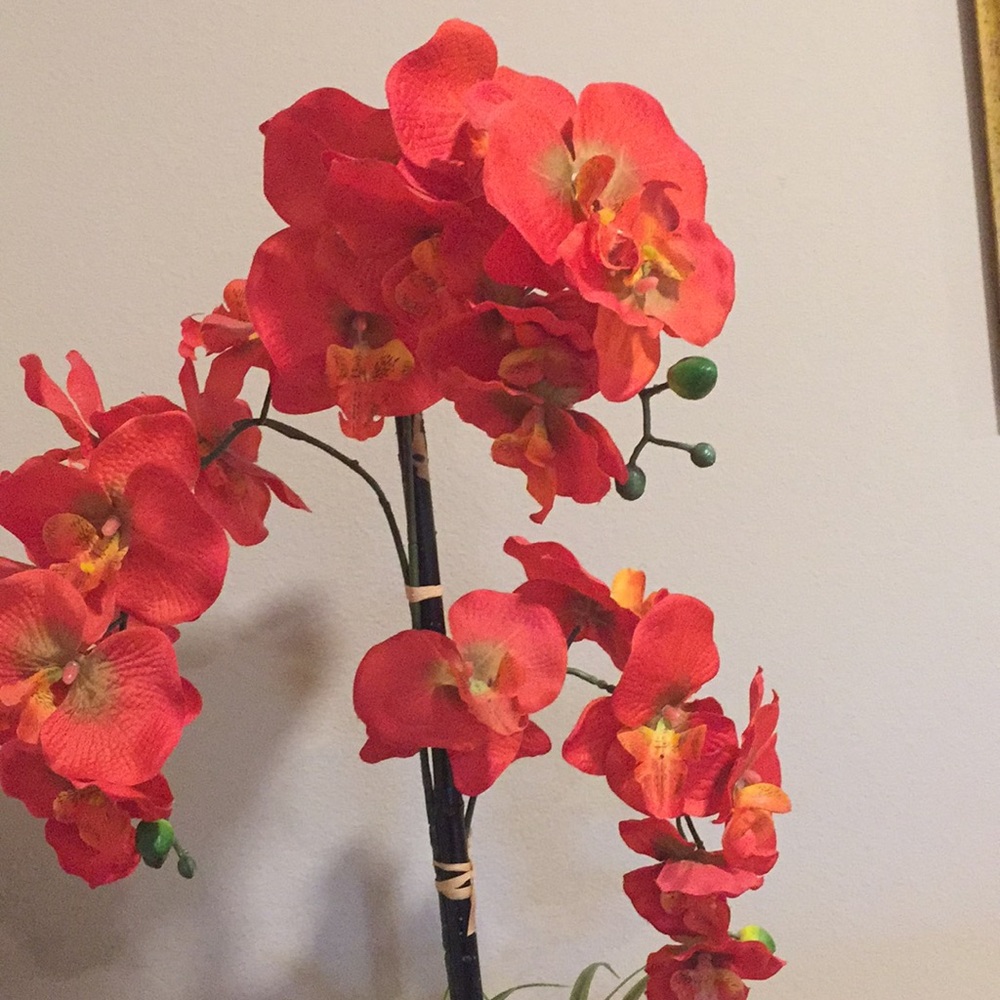Meet your Posher, Rosa